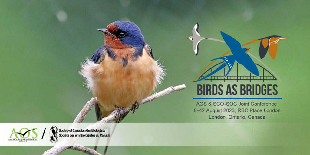 Barn swallow sitting on branch