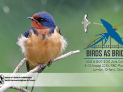 Barn swallow sitting on branch