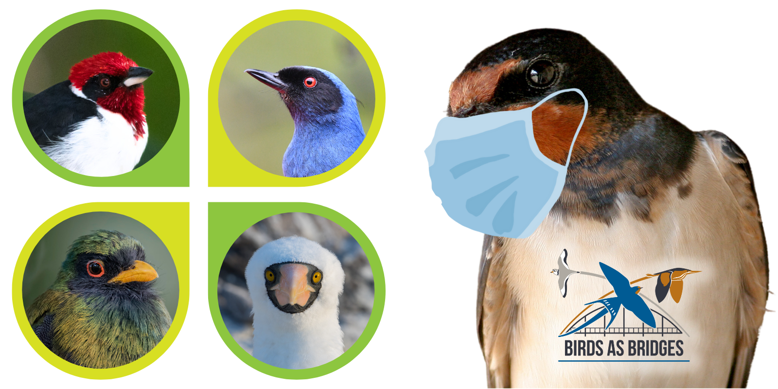 Clockwise from top left: Masked Cardinal, Masked Flowerpiercer, Masked Booby, Masked Trogon. On right: masked Barn Swallow.