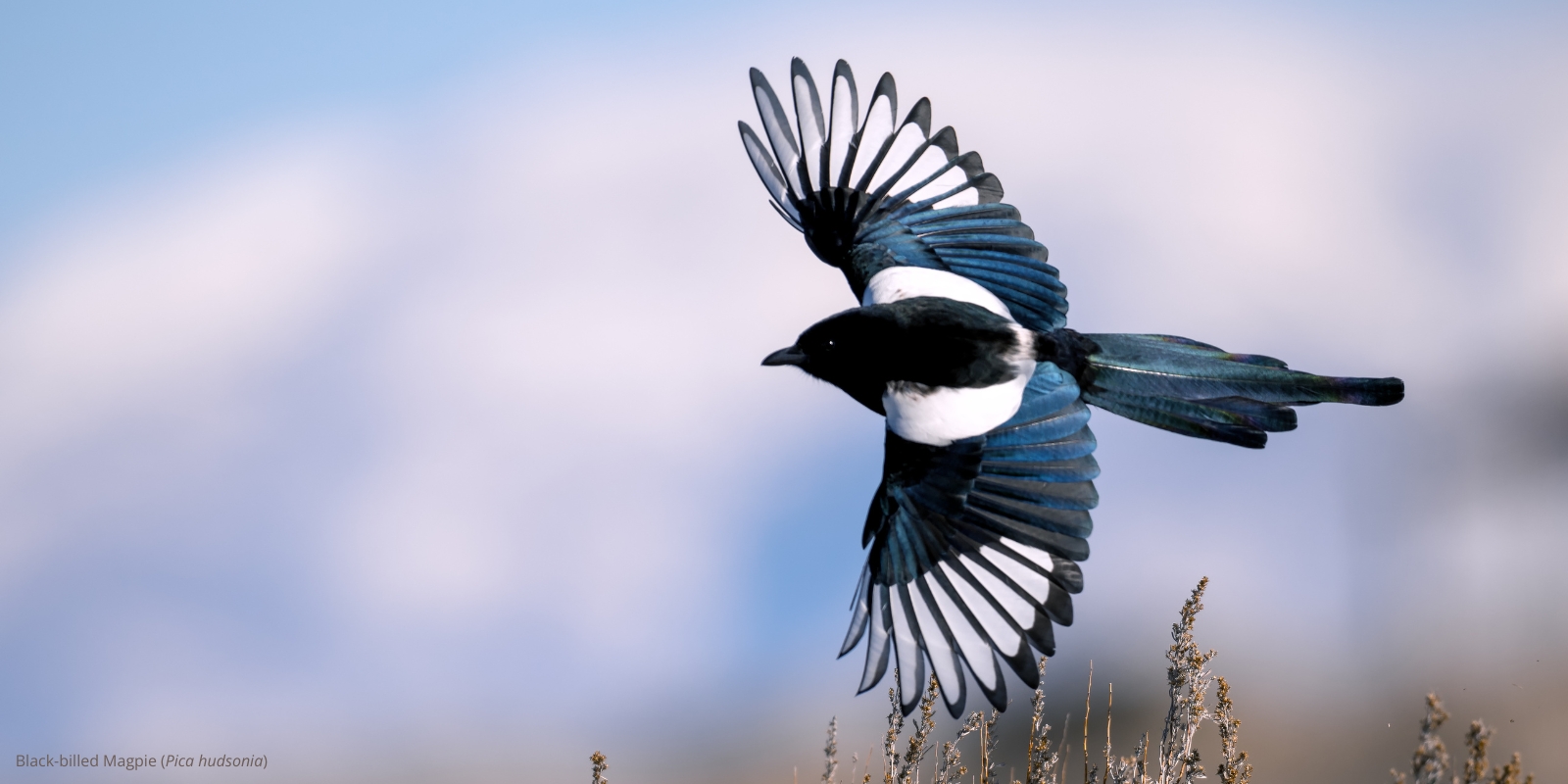Black-billed Magpie Pica hudsonia in flight against a clouded sky