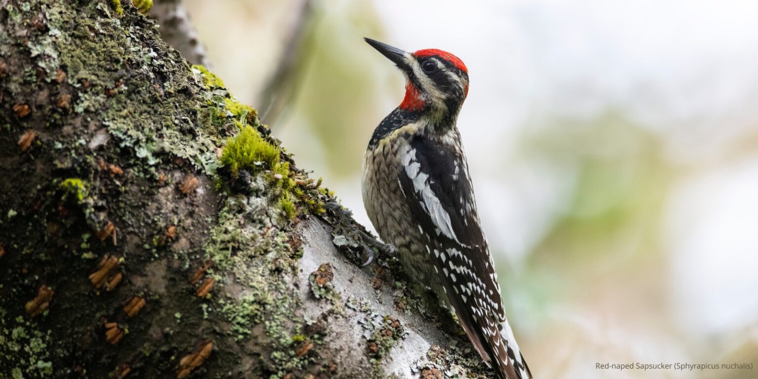 Call for Symposia AOS 2024 Annual Meeting