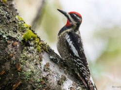 Red-naped Sapsucker Sphyrapicus nuchalis on a tree trunk