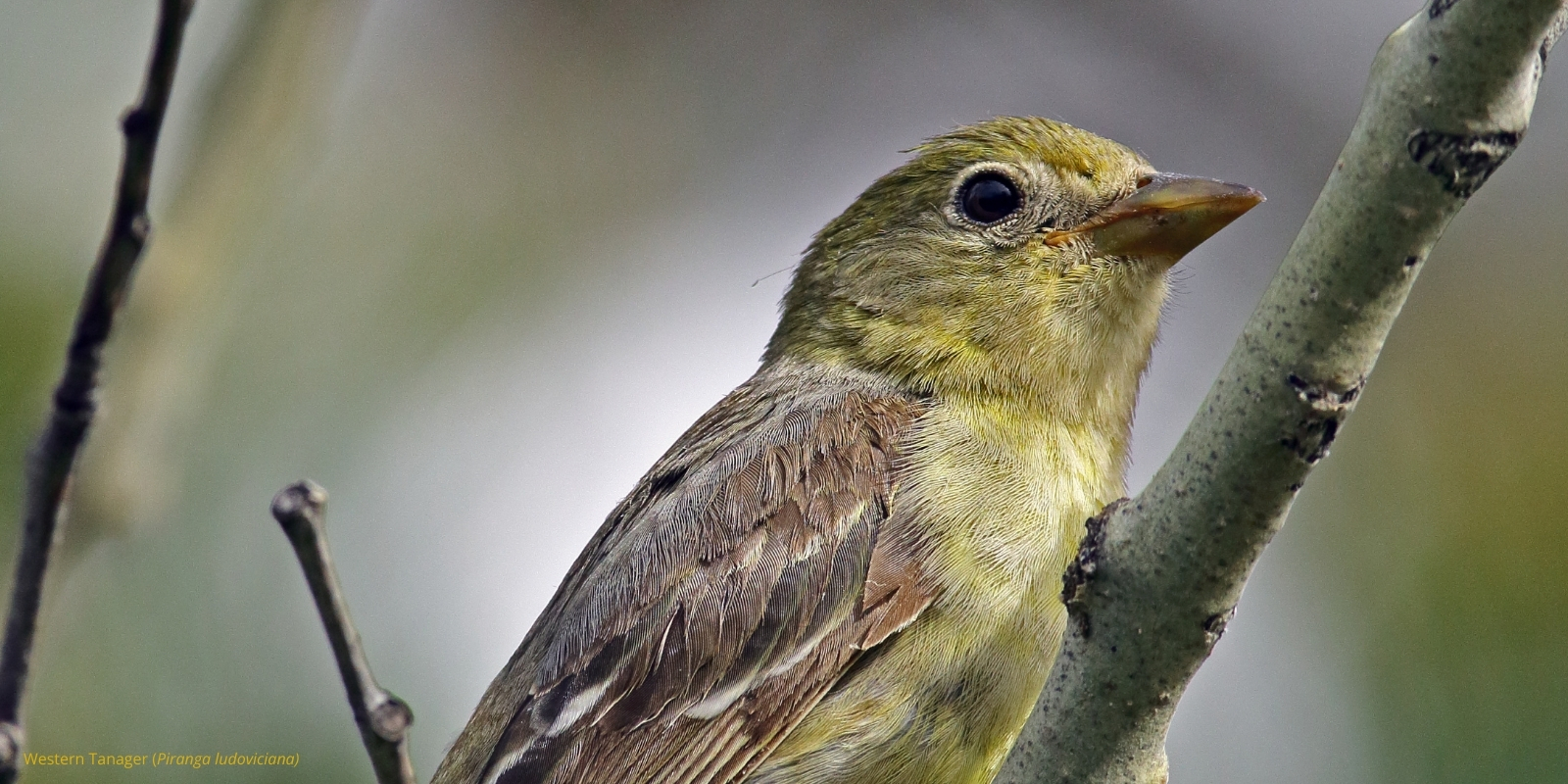 A female Western Tanager (Piranga ludoviciana) sits among branches.