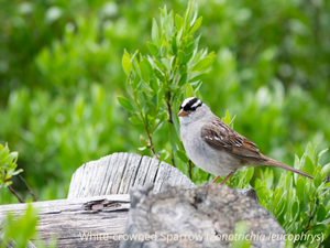 White-crowned Sparrow Zonotrichia leucophrys