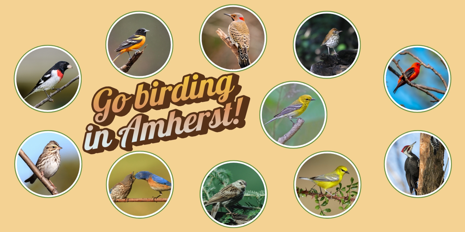 an array of local birds surround text that says Go birding in Amherst!