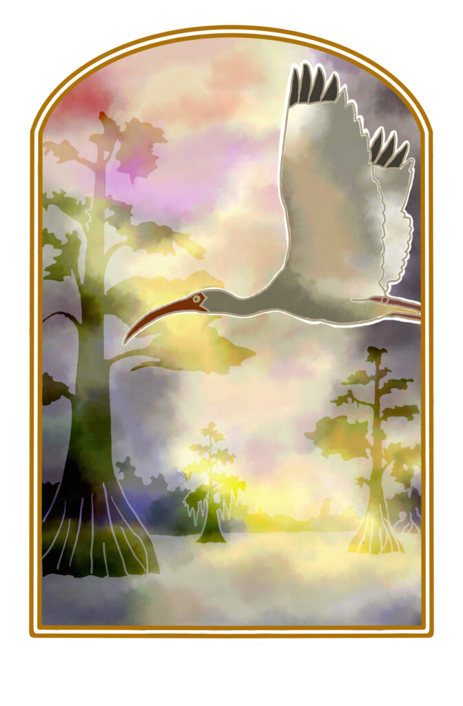 Illustration of Eudocimus albus (White Ibis) flying through Bald Cyprus forest.